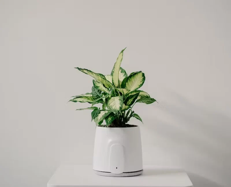 Vitesy Natede Smart - Purificateur d'Air Naturel