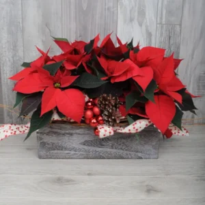 Poinsettias en trio À la Boîte à Fleurs