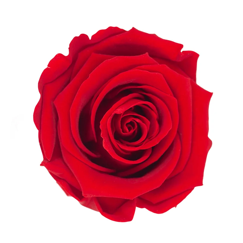 Rose éternelle en coffret À la Boîte à Fleurs