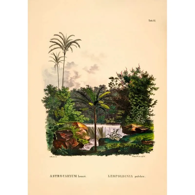 Affiche Astrocaryum Lauari Leopoldina A2 - Dybdahl Co
