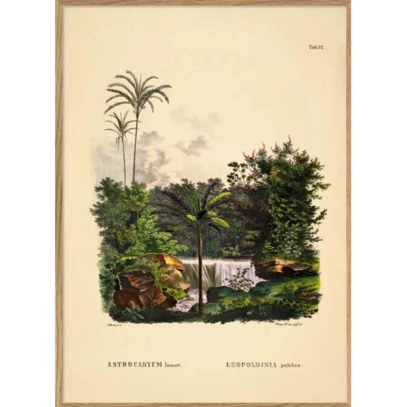 Affiche Astrocaryum Lauari Leopoldina A2 - Dybdahl Co