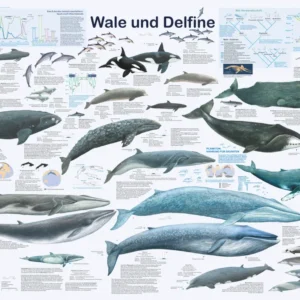 Affiche Baleines et Dauphins (allemand) DIN A1