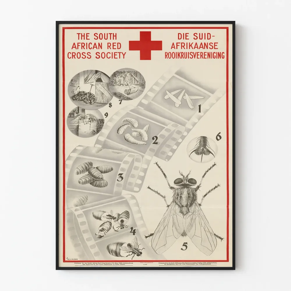 Affiche Éducative Vintage - Cycle de Vie de la Mouche par la Société Croix-Rouge Sud-Africaine