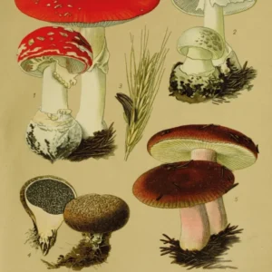 Affiche éducative vintage imprimée sur l'amanite tue-mouches.