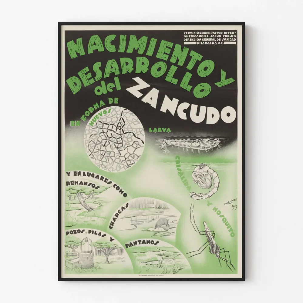 Affiche éducative vintage : Naissance et développement du moustique