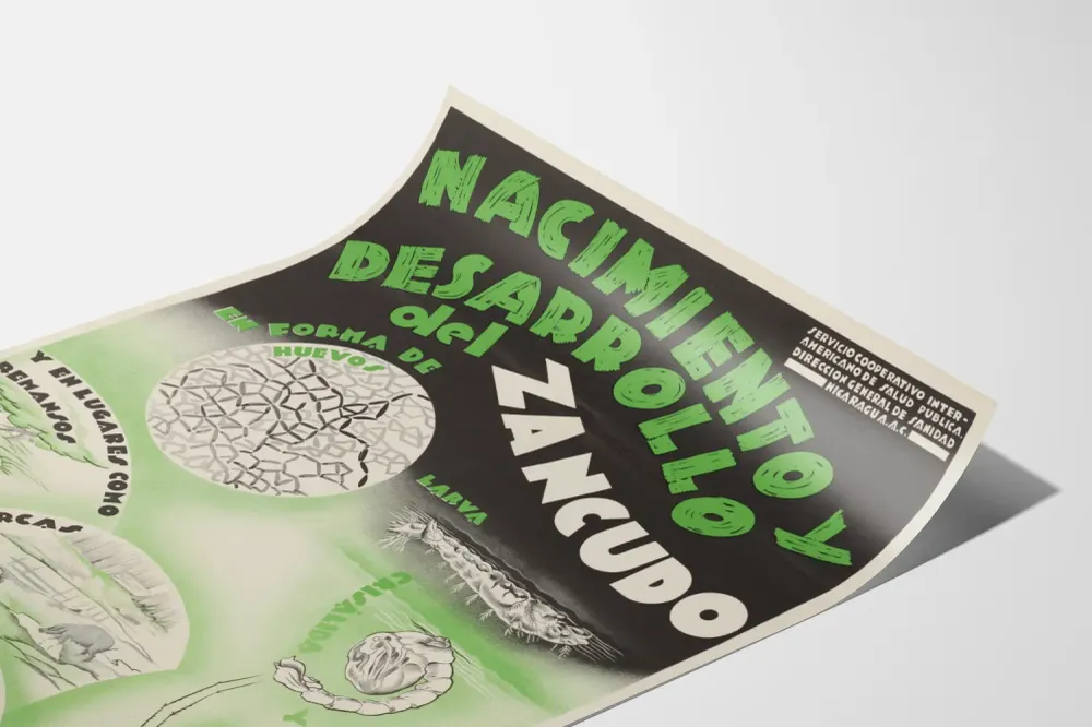 Affiche éducative vintage : Naissance et développement du moustique