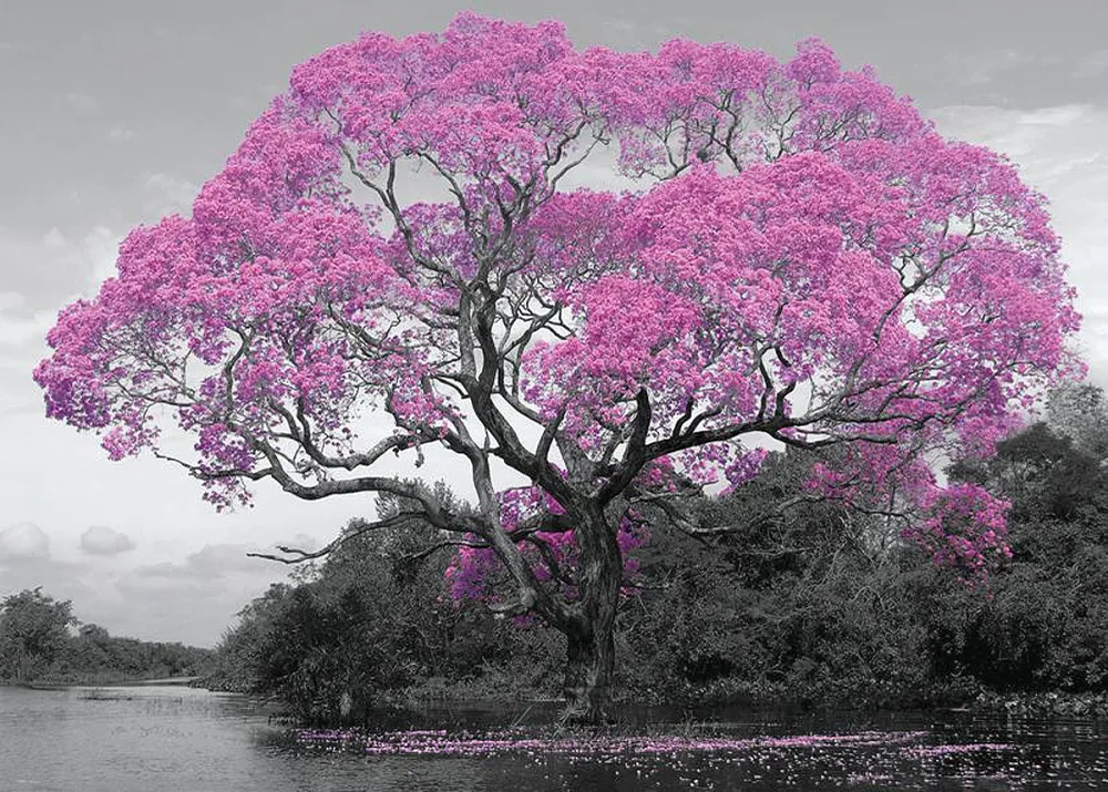 Affiche "Fleurs d'arbres"