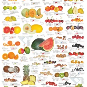 Affiche Fruits et Noix (allemand) DIN A1