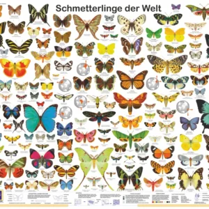 Affiche Papillons du monde (allemand) DIN A1
