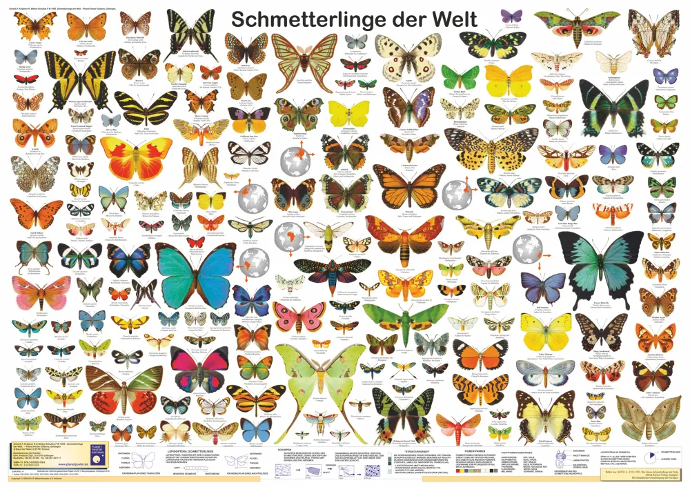 Affiche Papillons du monde (allemand) DIN A1
