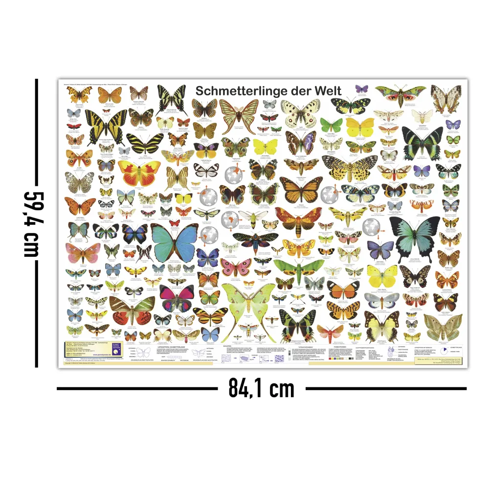 Affiche Papillons du monde (allemand) DIN A1