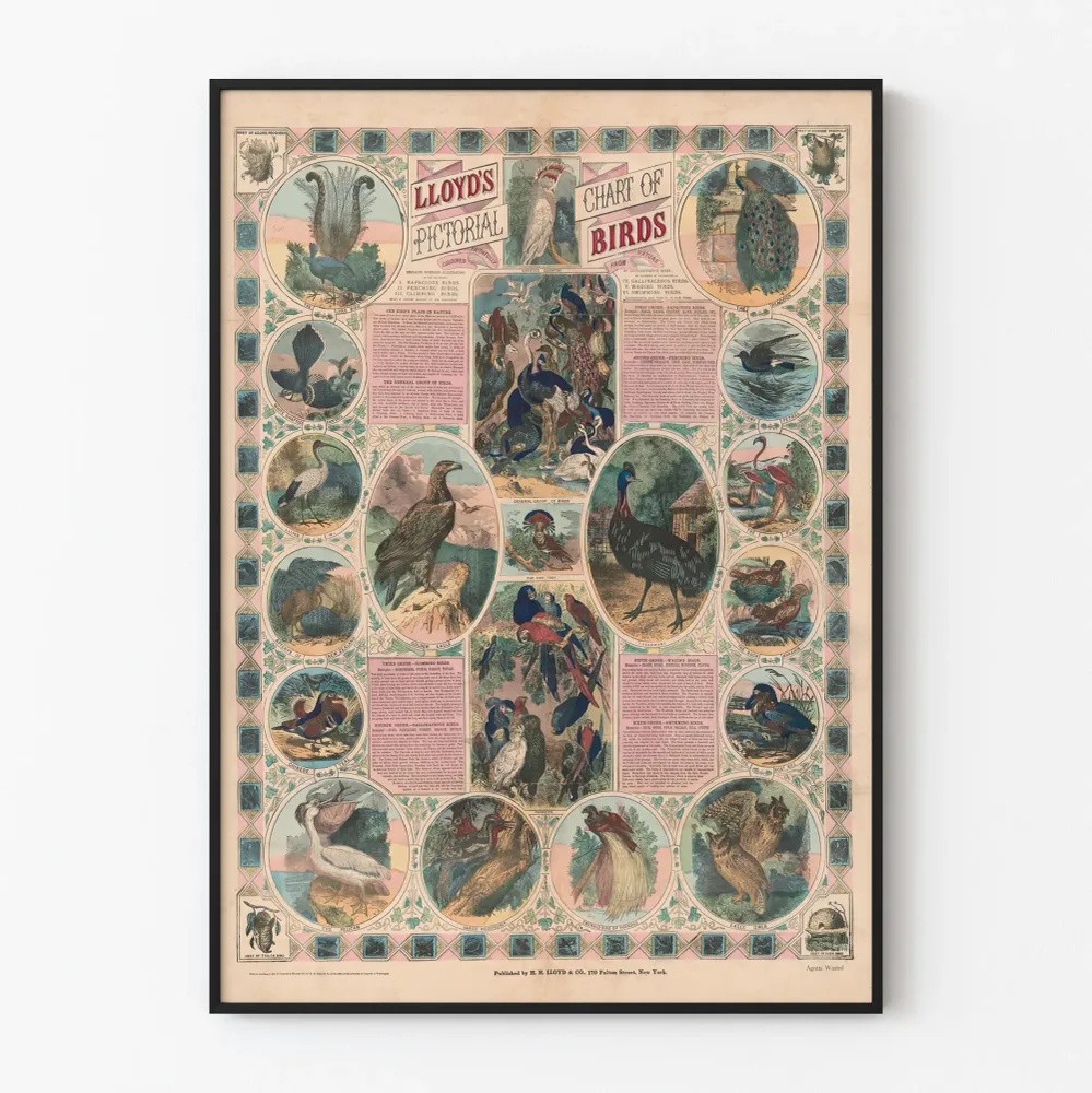 Affiche Vintage Chart Birds - Illustration Picturale Animalière