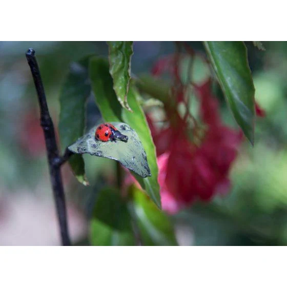 Tuteur Coccinelle feuille - Oiseau décoratif en métal recyclé Arrosoir & Persil