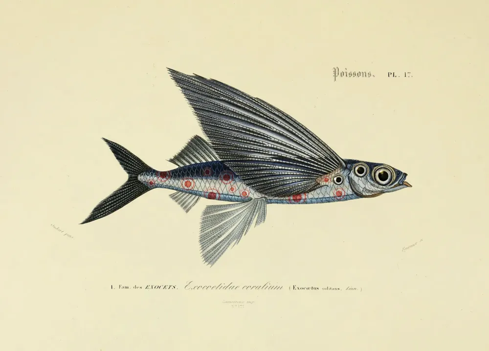 Flying Coral Fish Arte International