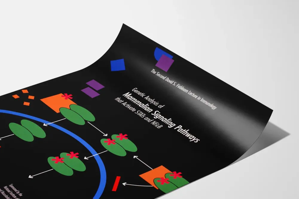 Affiche scientifique sur les Voies de Signalisation Mammaliennes activant STATs et NFκB Artem Legrand