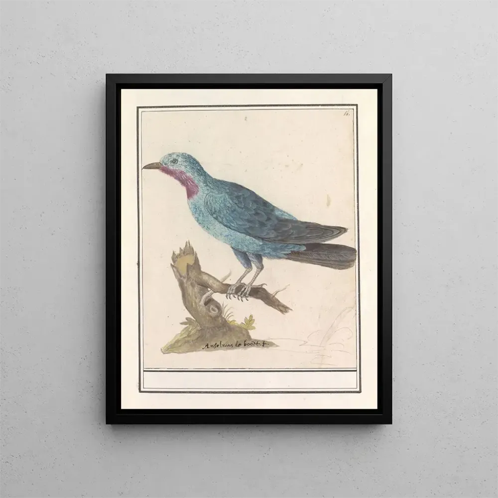Tableau Blauwe rotslijster Monticola solitaire - Anselmus Botius de Boodt | Reproduction Artem Legrand