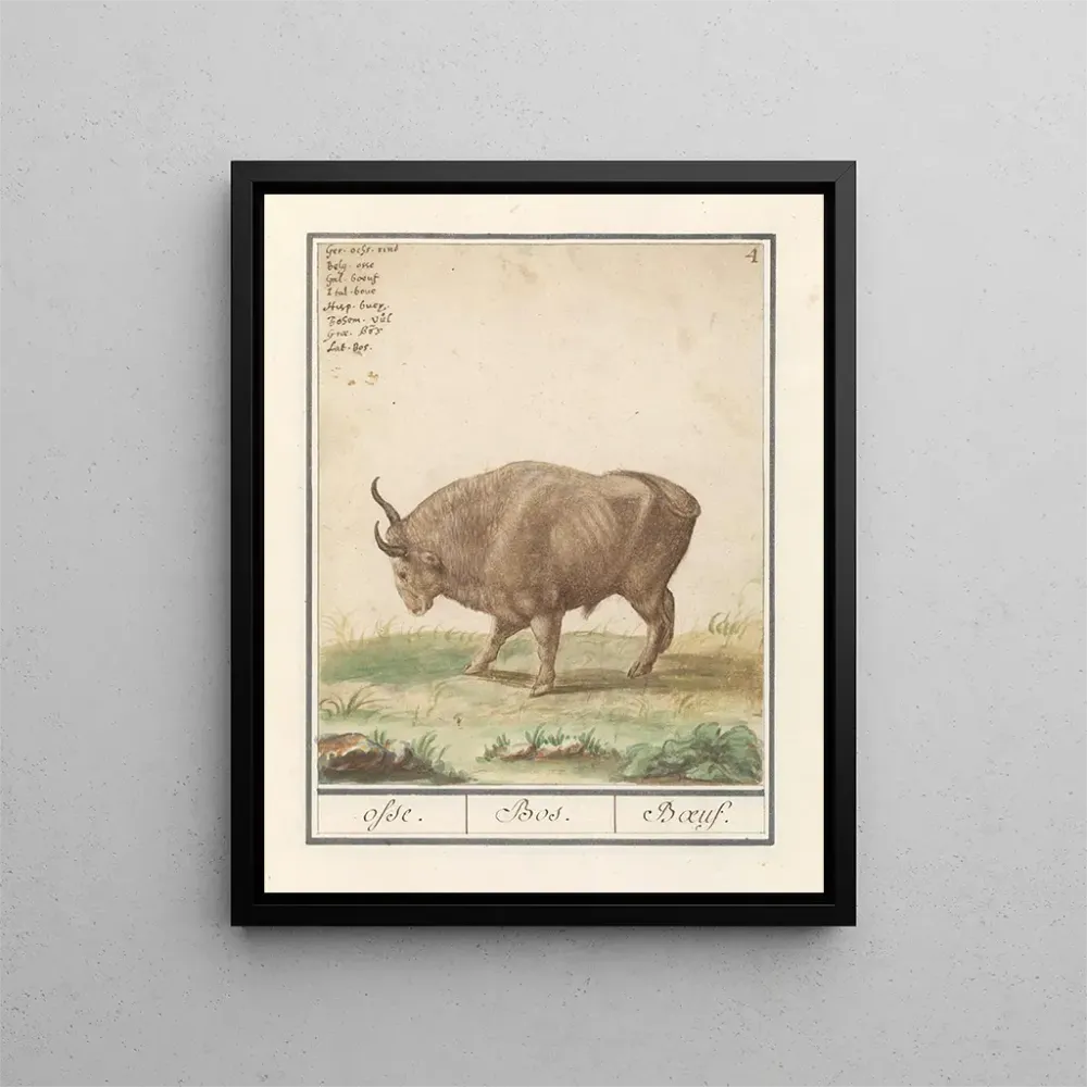 Tableau Bœuf Bos taurus bœufs Bos Bœuf - Anselmus Botius de Boodt | Reproduction Artem Legrand