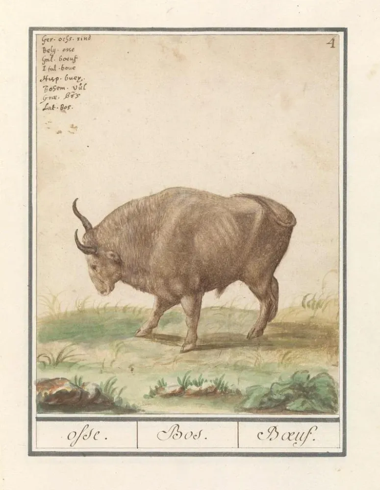 Tableau Bœuf Bos taurus bœufs Bos Bœuf - Anselmus Botius de Boodt | Reproduction Artem Legrand