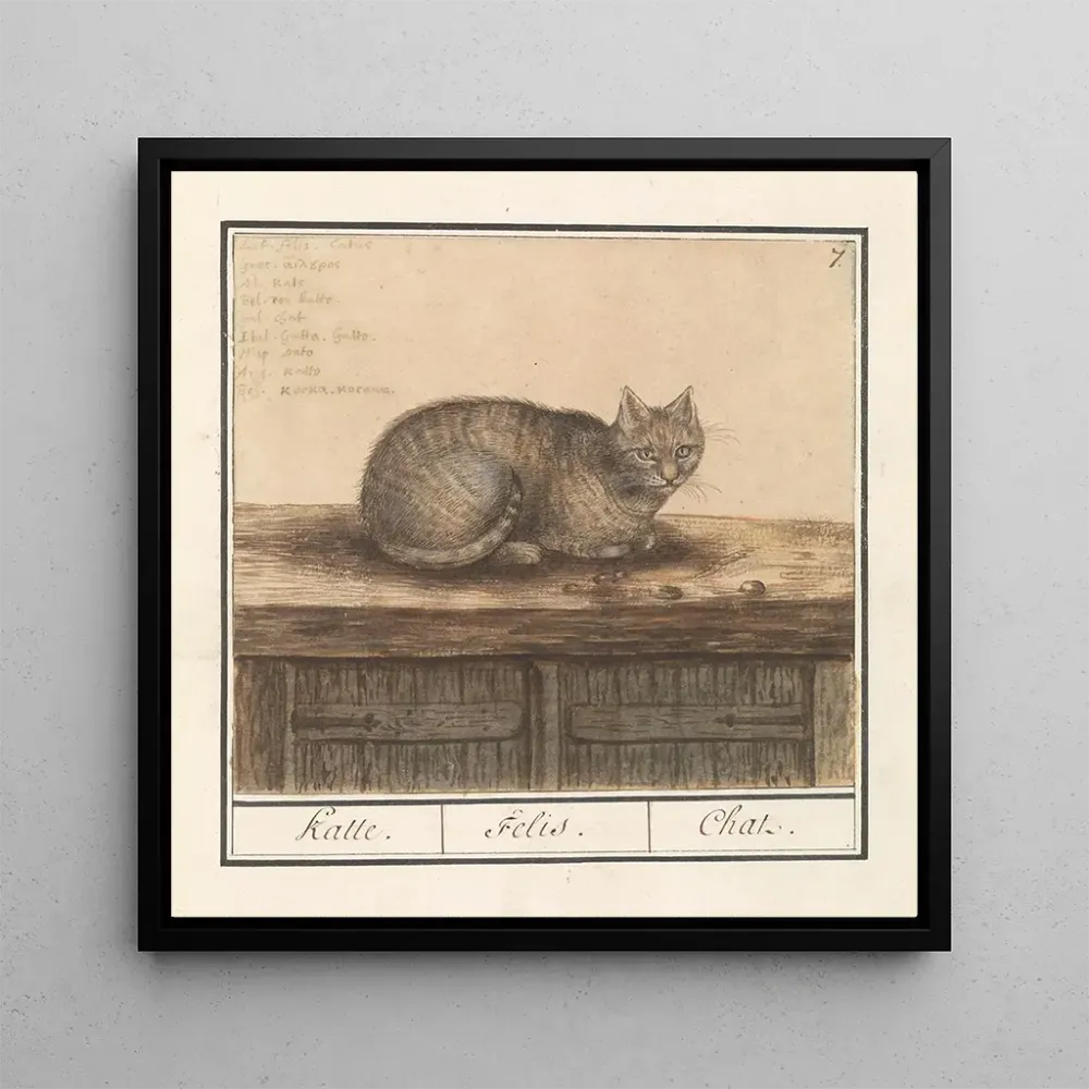 Tableau Chat Felis catus - Anselmus Botius de Boodt | Reproduction Artem Legrand