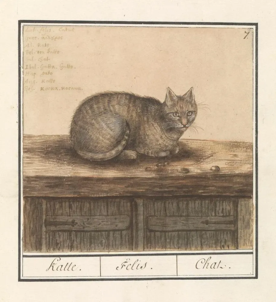 Tableau Chat Felis catus - Anselmus Botius de Boodt | Reproduction Artem Legrand