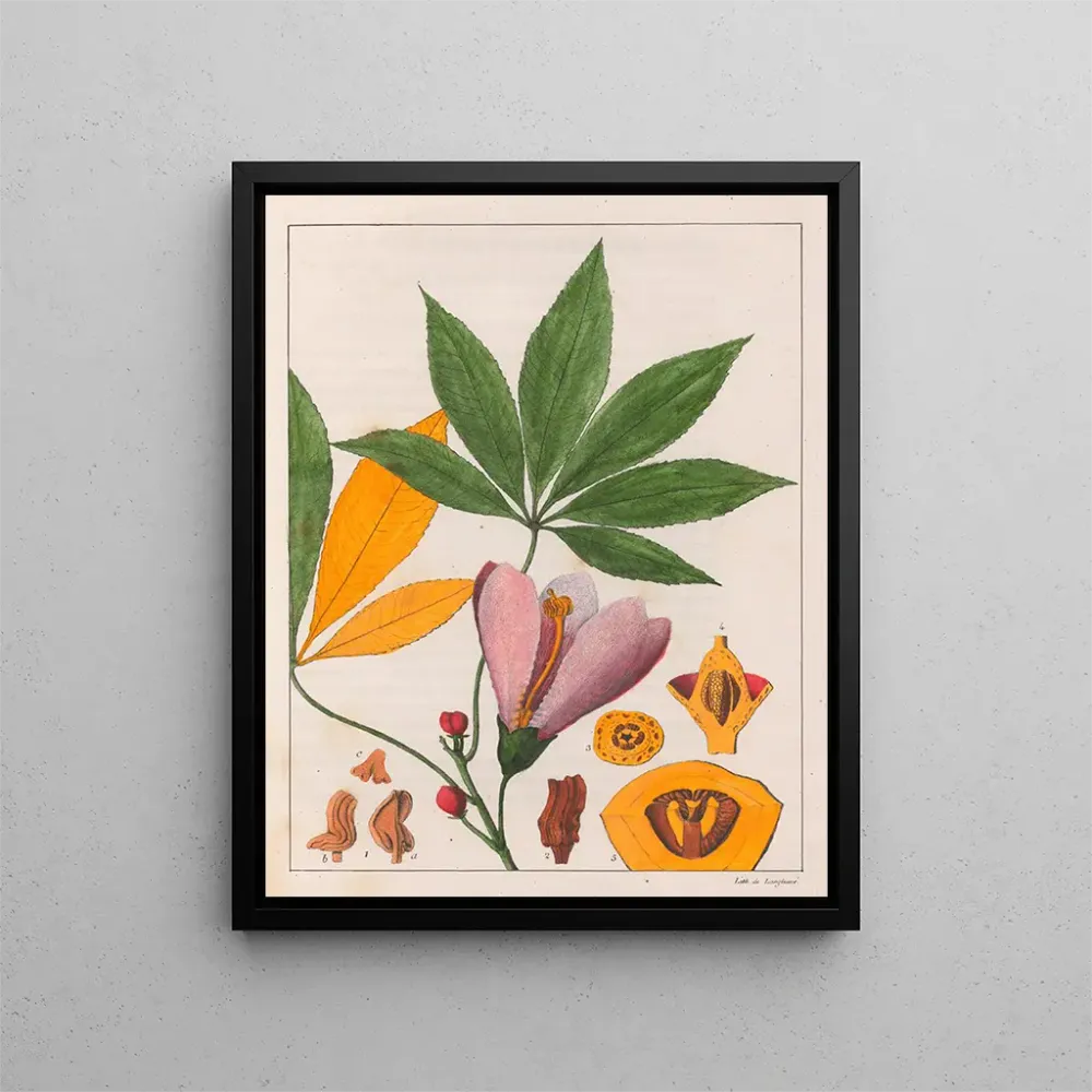 Tableau Chorisia speciosa - Auguste de Saint-Hilaire | Reproduction Artem Legrand