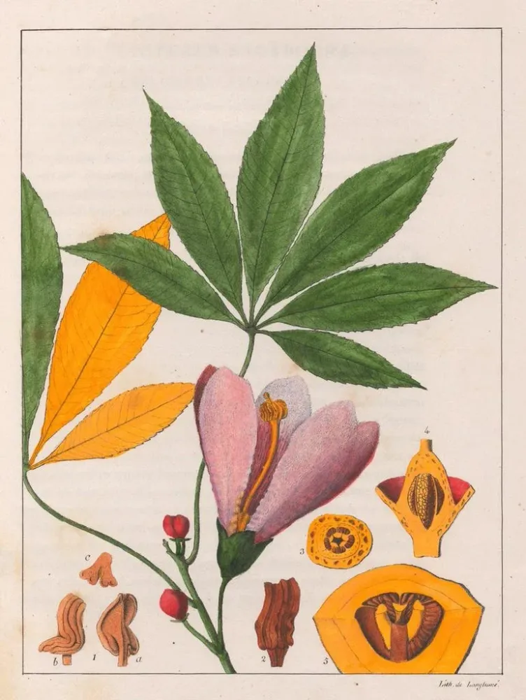 Tableau Chorisia speciosa - Auguste de Saint-Hilaire | Reproduction Artem Legrand