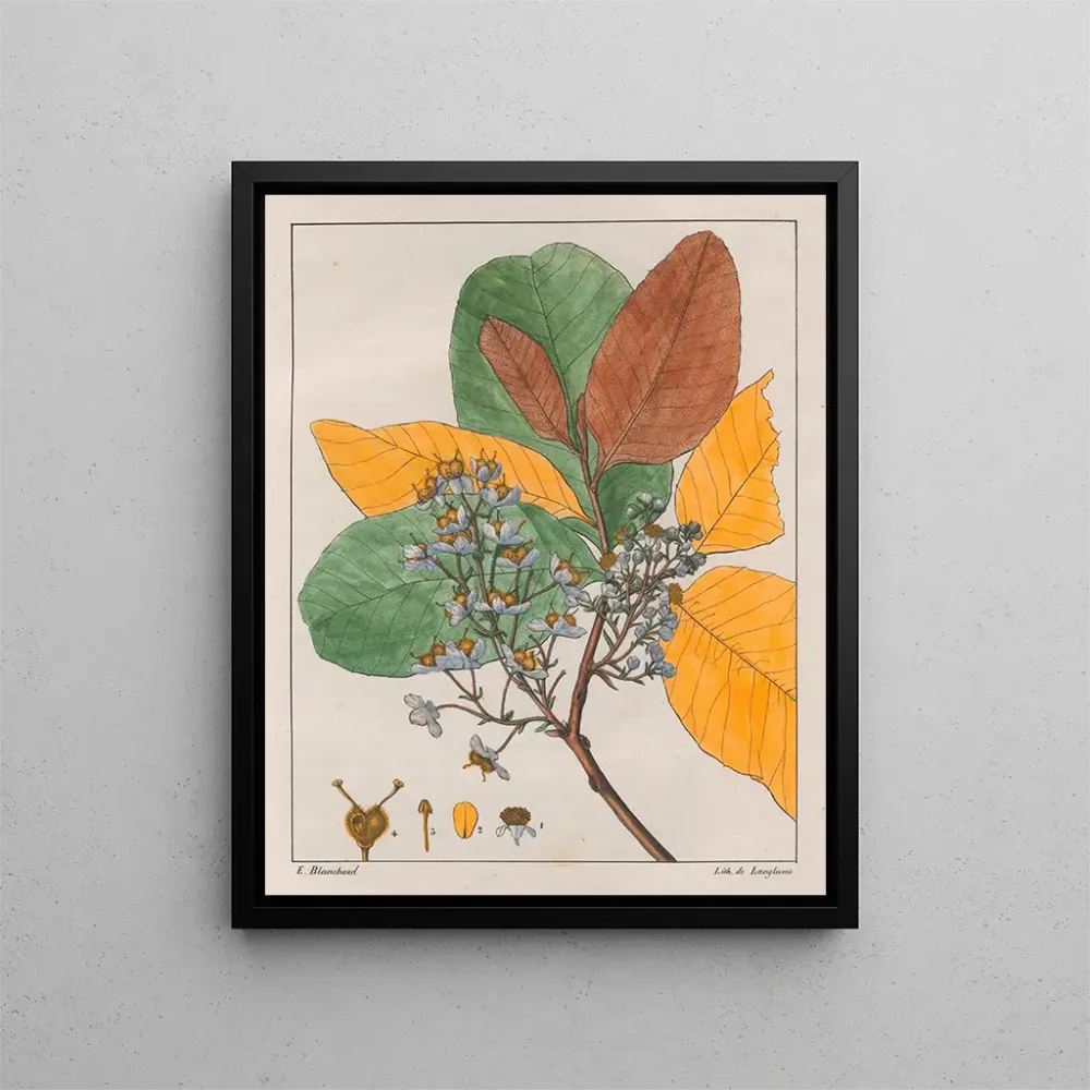 Tableau Curatella les deux - Auguste de Saint-Hilaire | Reproduction Artem Legrand