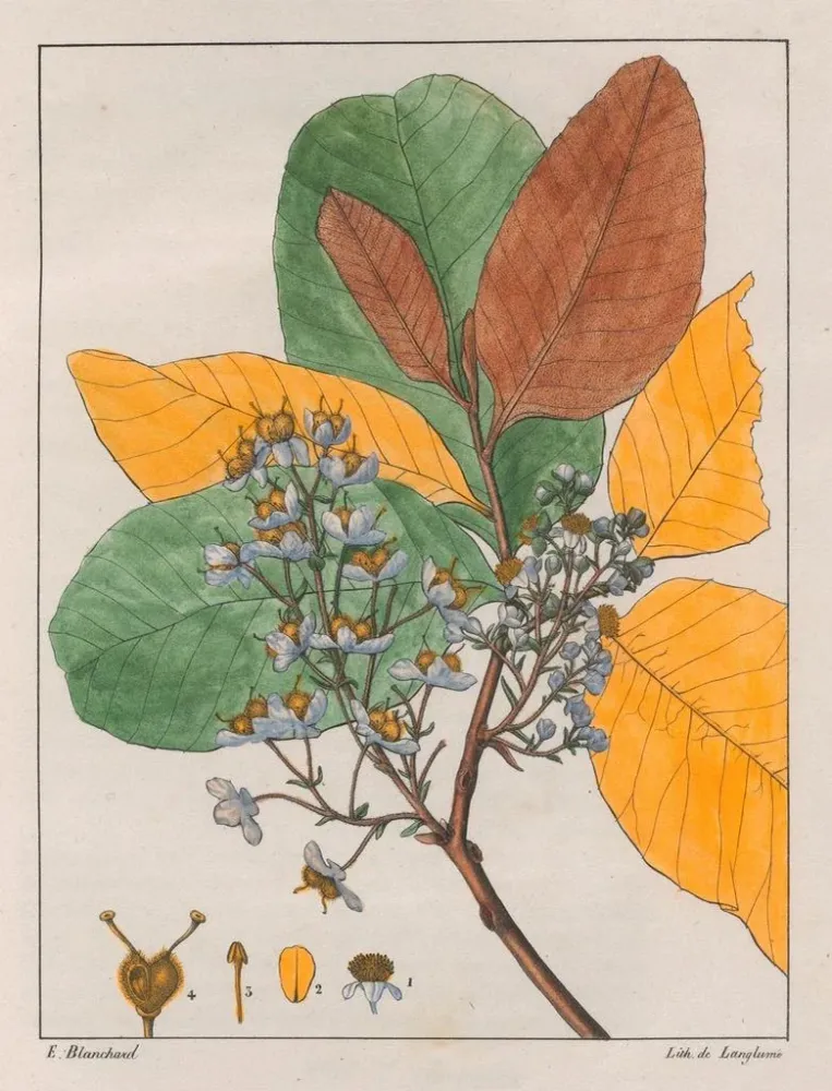 Tableau Curatella les deux - Auguste de Saint-Hilaire | Reproduction Artem Legrand