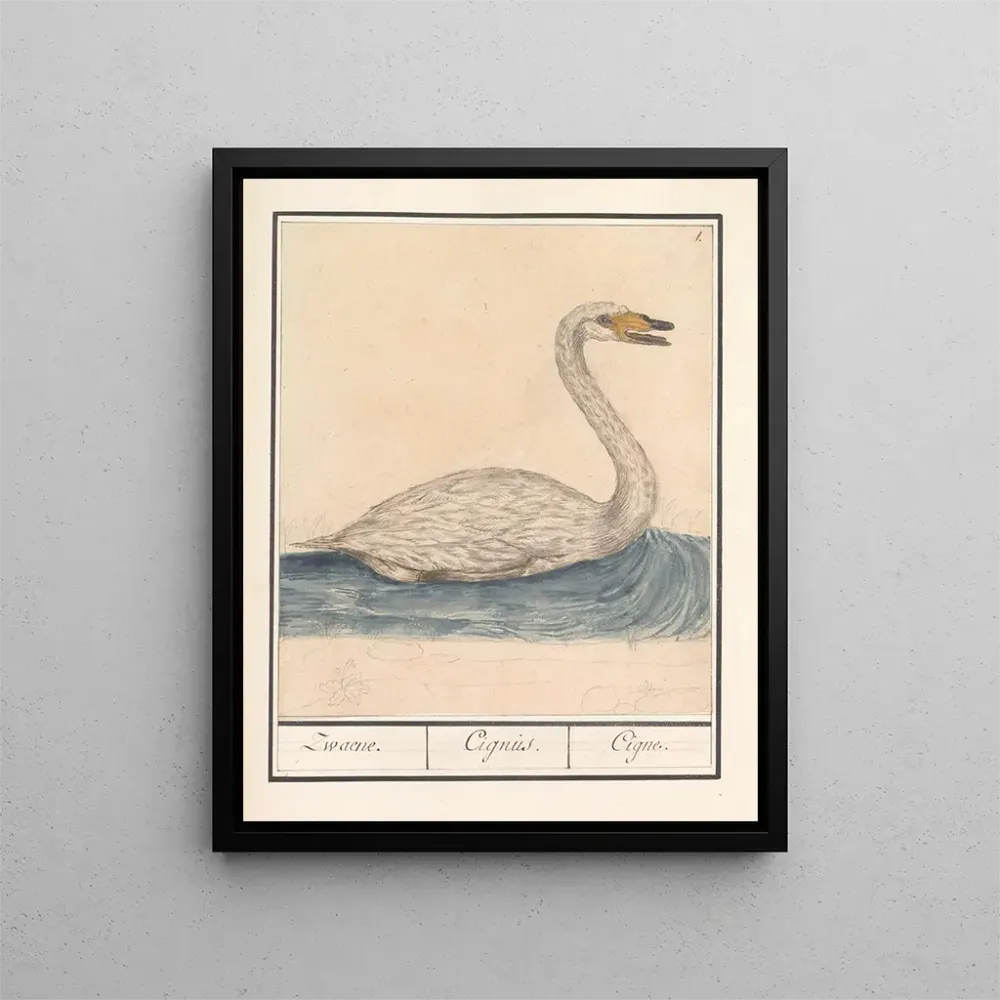 Tableau Cygne chanteur Cygnus cygnus Zwaene Cignus Cigne - Anselmus Botius de Boodt | Reproduction Artem Legrand