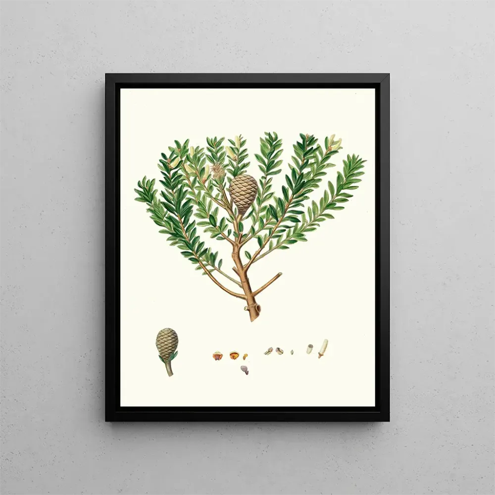Tableau Dammara australis, arbre à résine de Nouvelle - Zélande ou Cowrie - Aylmer Bourke Lambert | Reproduction Artem Leg...