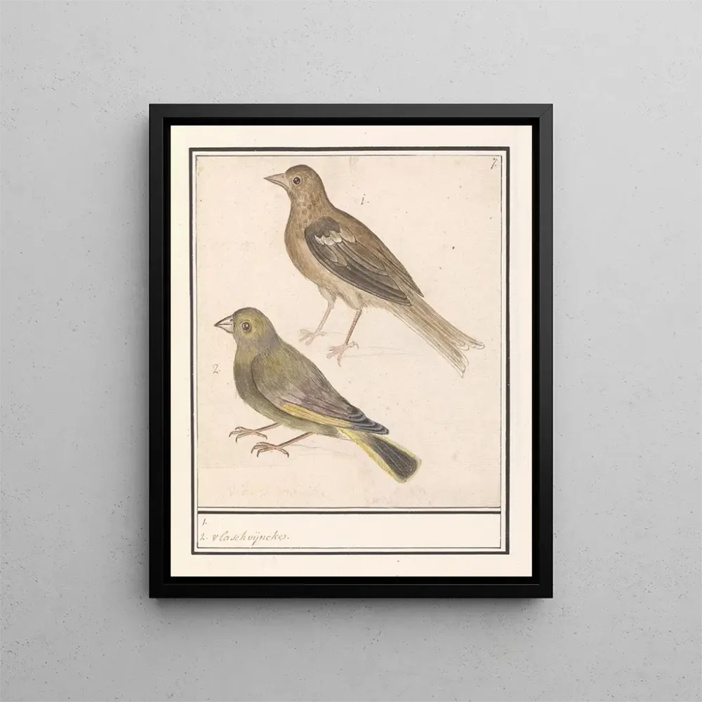 Tableau Deux verdiers Carduelis chloris - Anselmus Botius de Boodt | Reproduction Artem Legrand