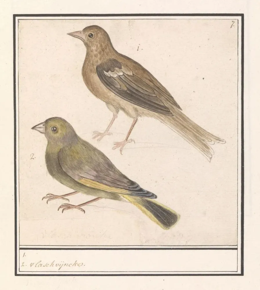 Tableau Deux verdiers Carduelis chloris - Anselmus Botius de Boodt | Reproduction Artem Legrand