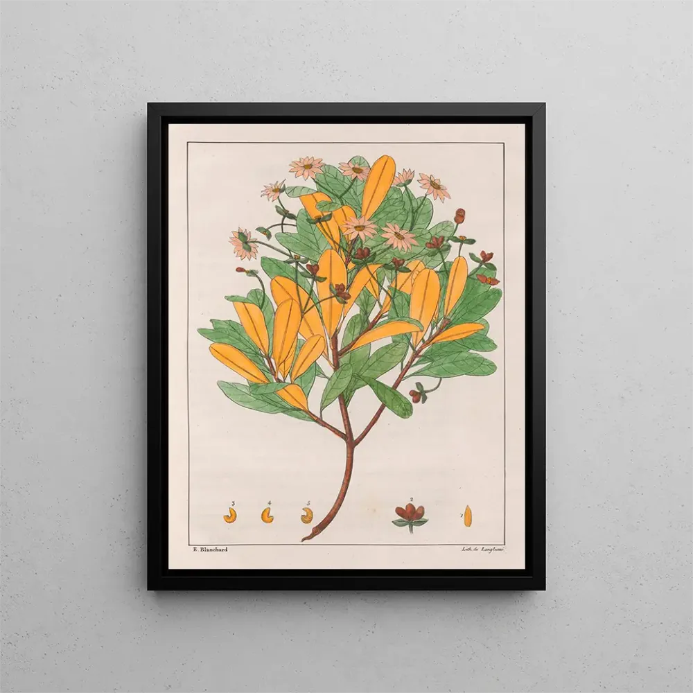 Tableau Drymys granatensis V. montana - Auguste de Saint-Hilaire | Reproduction Artem Legrand