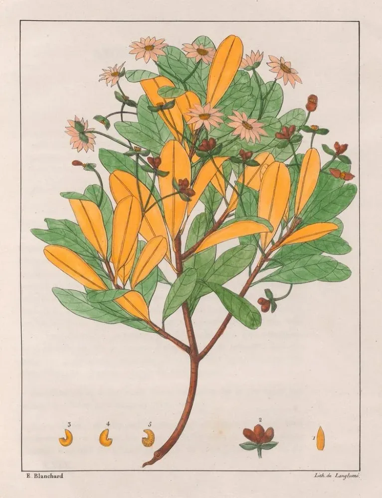 Tableau Drymys granatensis V. montana - Auguste de Saint-Hilaire | Reproduction Artem Legrand