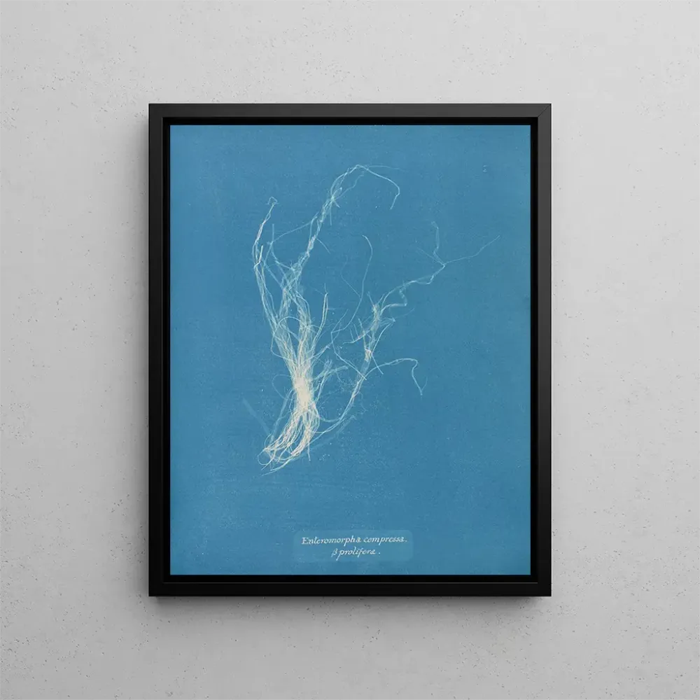 Tableau Enteromorpha compressa - Anna Atkins | Reproduction Artem Legrand