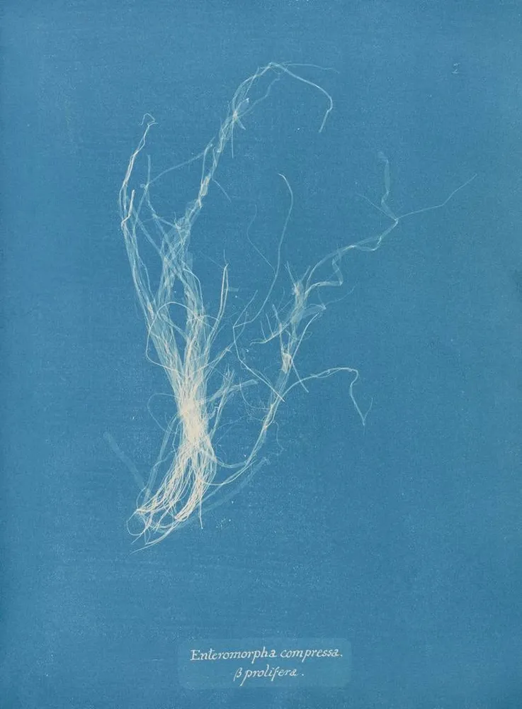Tableau Enteromorpha compressa - Anna Atkins | Reproduction Artem Legrand