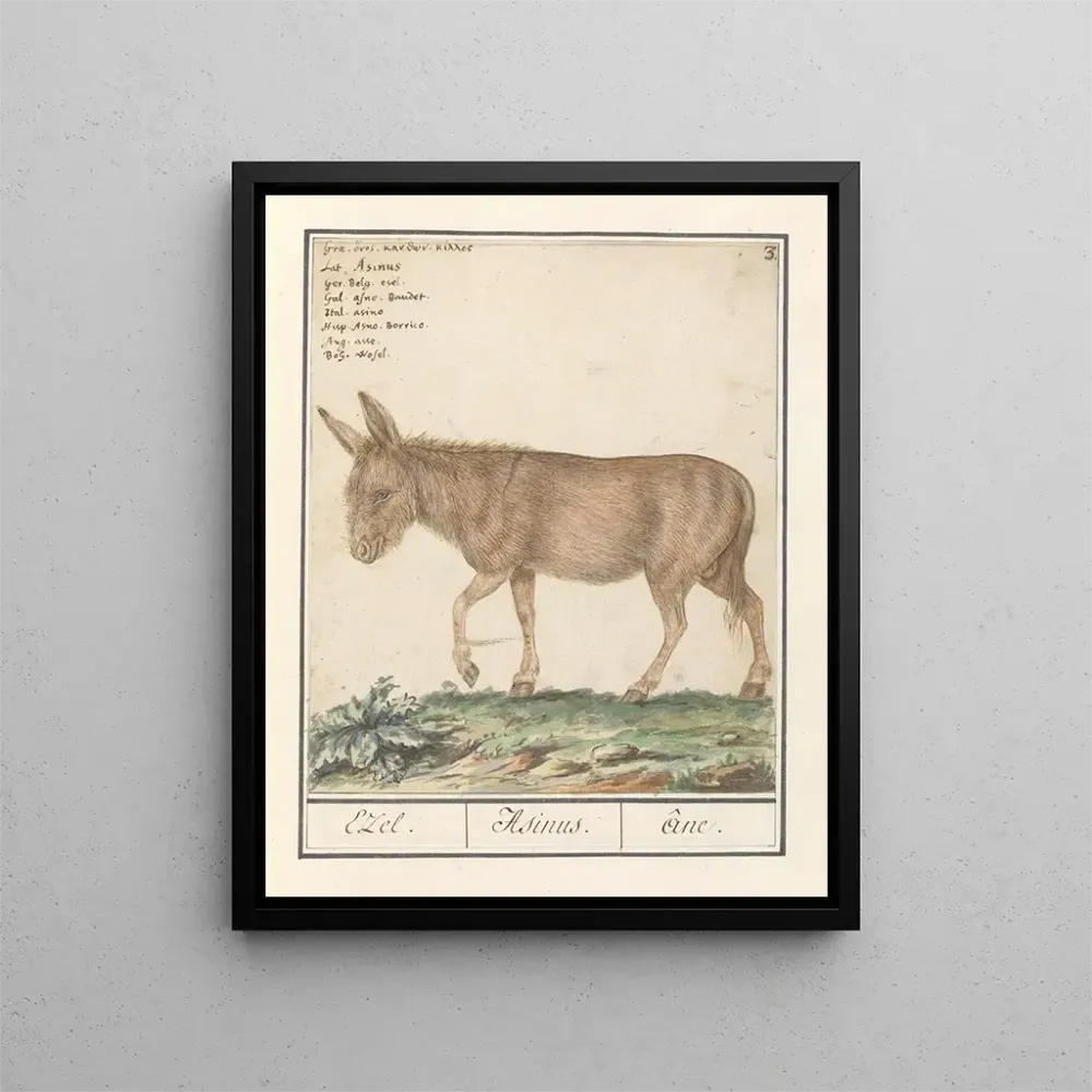 Tableau Ezel Donkey Cheval africain Ezel Donkey - Anselmus Botius de Boodt | Reproduction Artem Legrand