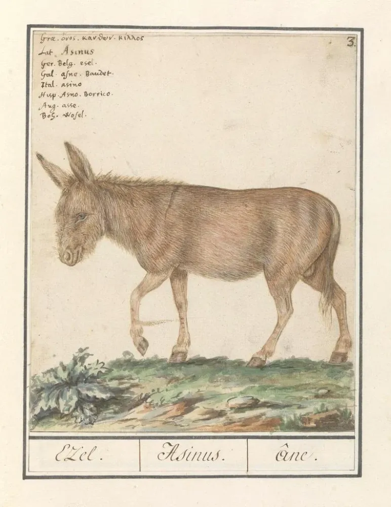 Tableau Ezel Donkey Cheval africain Ezel Donkey - Anselmus Botius de Boodt | Reproduction Artem Legrand