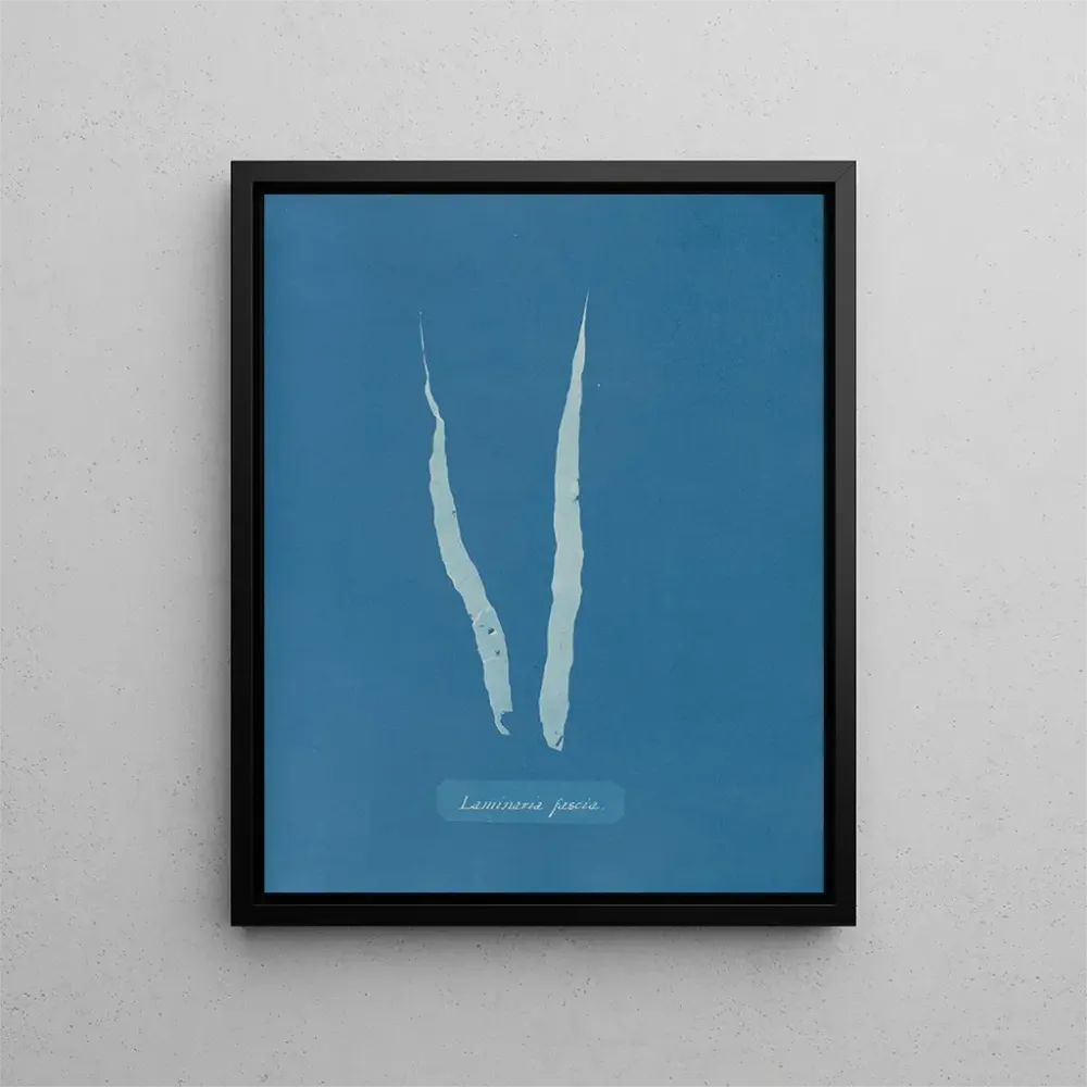 Tableau Fascia laminaire - Anna Atkins | Reproduction Artem Legrand