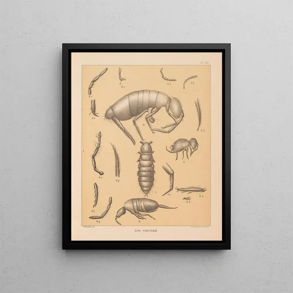 Tableau La faune des grottes d'Amérique du Nord Pl 16 - Alpheus Spring Packard | Reproduction Artem Legrand