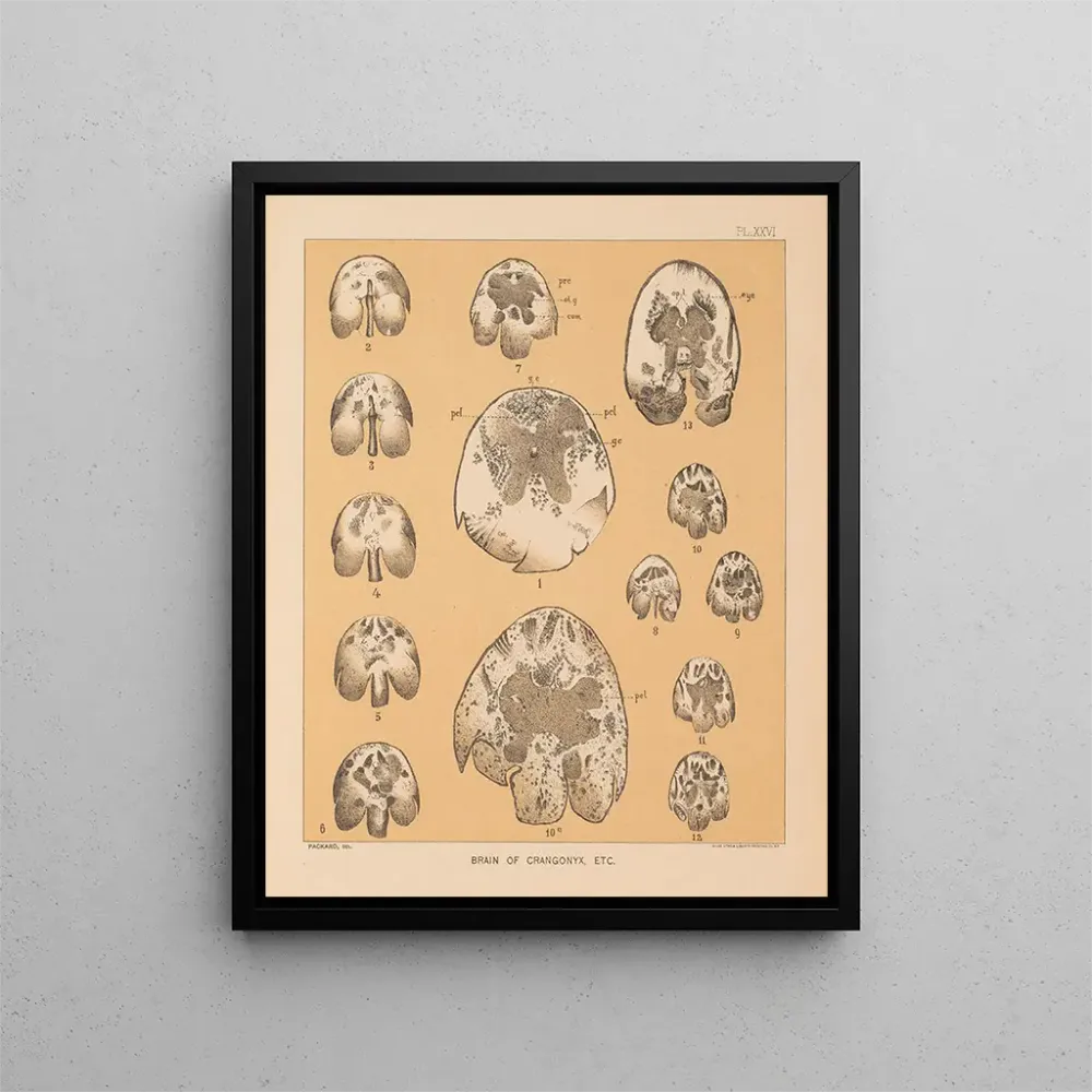 Tableau La faune des grottes d'Amérique du Nord Pl 26 - Alpheus Spring Packard | Reproduction Artem Legrand