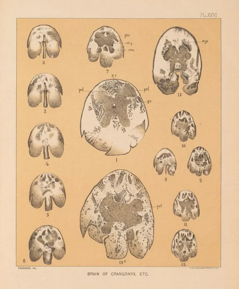 Tableau La faune des grottes d'Amérique du Nord Pl 26 - Alpheus Spring Packard | Reproduction Artem Legrand