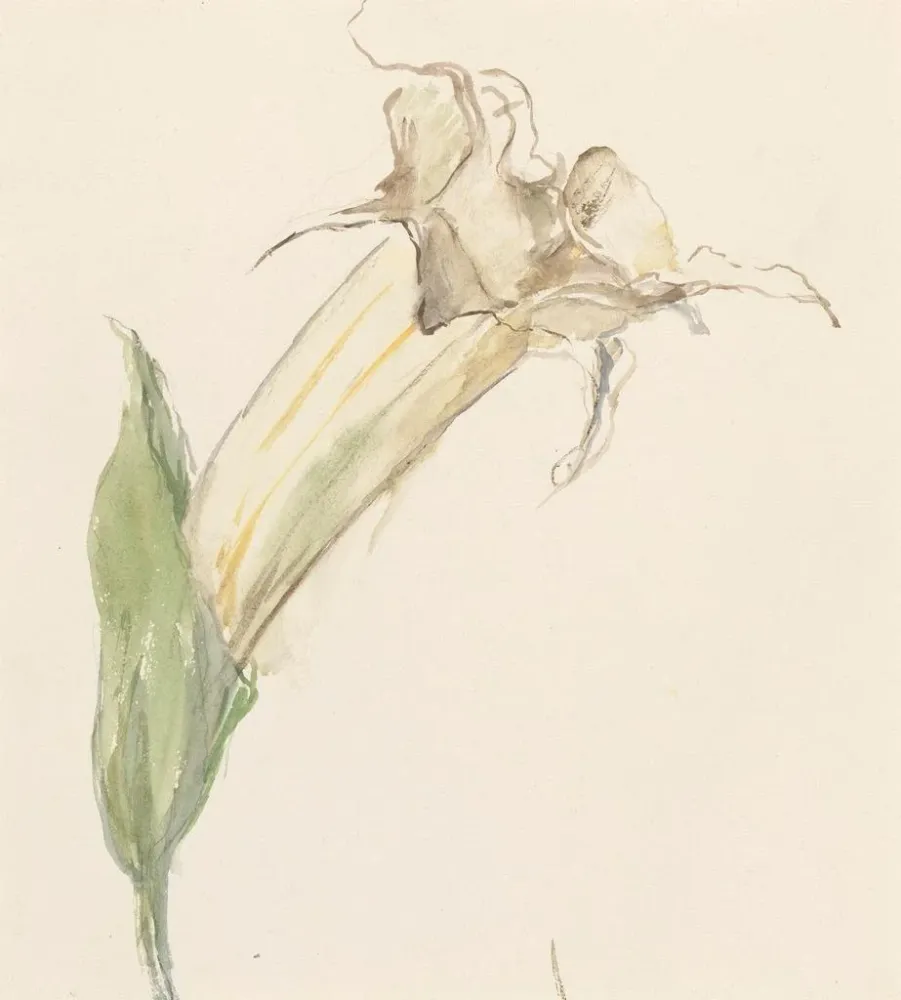 Tableau Fleur - Sientje Mesdag Van Houten | Reproduction Artem Legrand