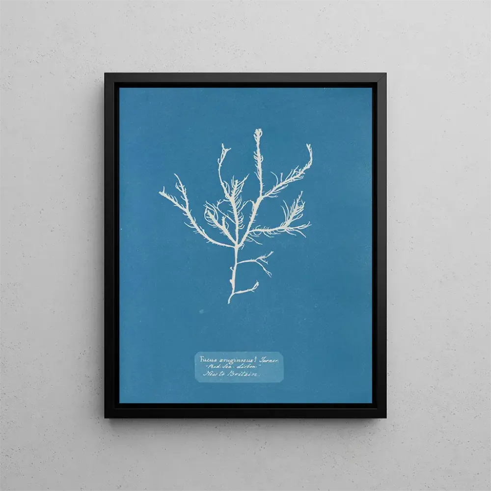 Tableau Fucus aruginosus Turner Mer Rouge Lisbonne Nouveau en Grande-Bretagne - Anna Atkins | Reproduction Artem Legrand