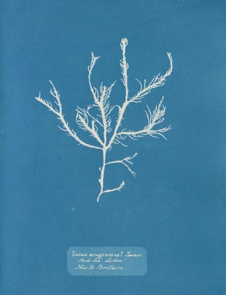 Tableau Fucus aruginosus Turner Mer Rouge Lisbonne Nouveau en Grande-Bretagne - Anna Atkins | Reproduction Artem Legrand