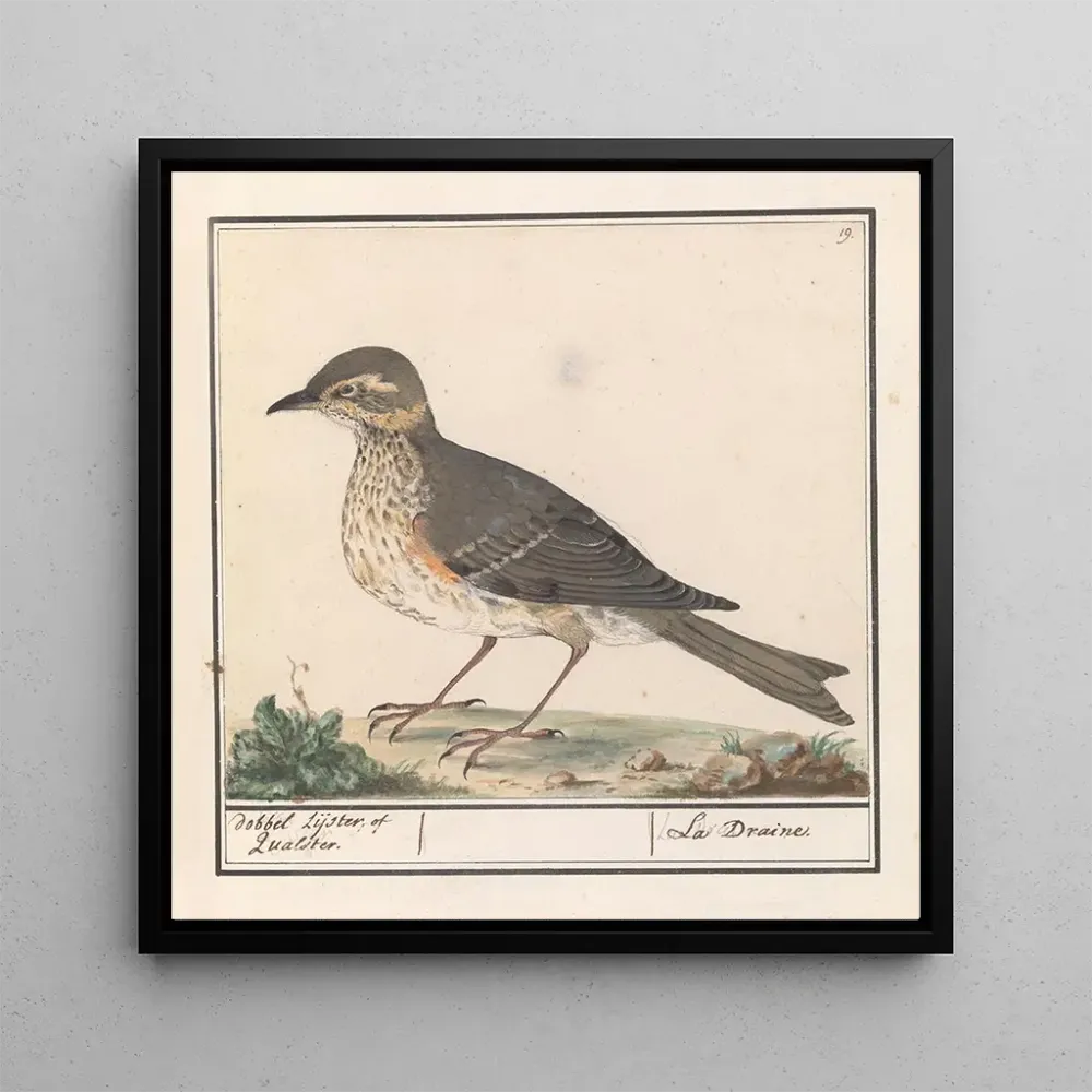 Tableau Grand merle Turdus viscivorus - Anselmus Botius de Boodt | Reproduction Artem Legrand