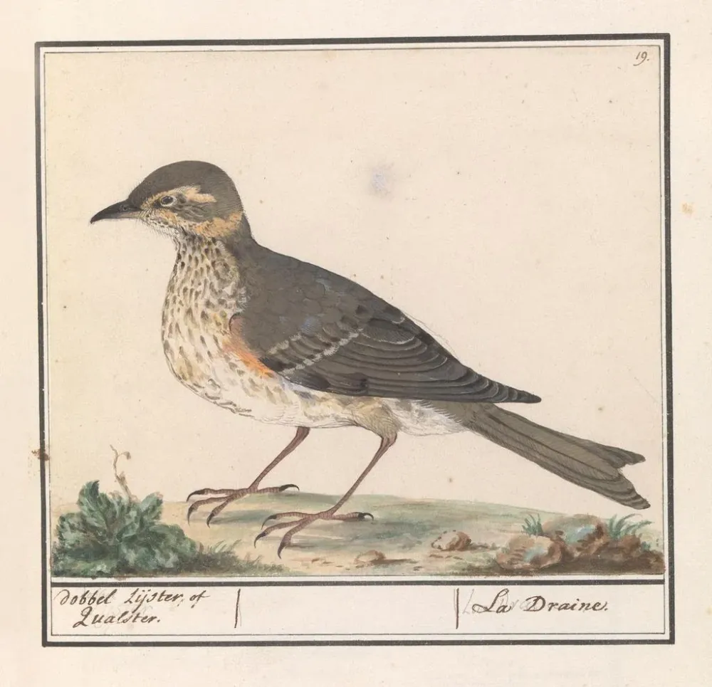 Tableau Grand merle Turdus viscivorus - Anselmus Botius de Boodt | Reproduction Artem Legrand