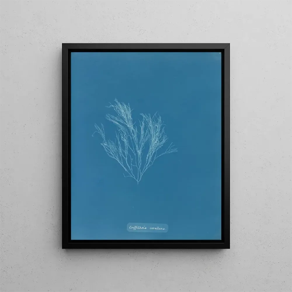 Tableau Griffithsia corallina - Anna Atkins | Reproduction Artem Legrand