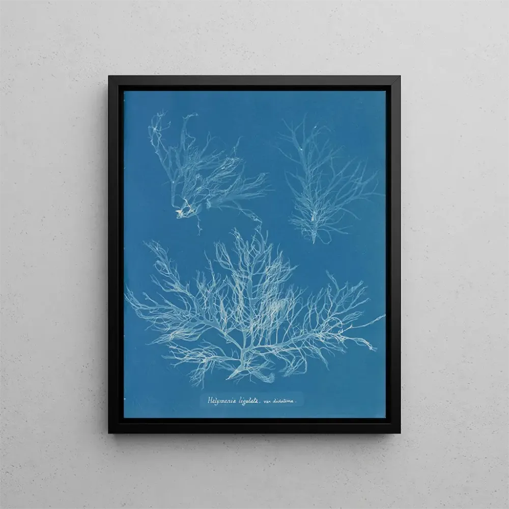 Tableau Halymenia ligulata var. dichotome - Anna Atkins | Reproduction Artem Legrand