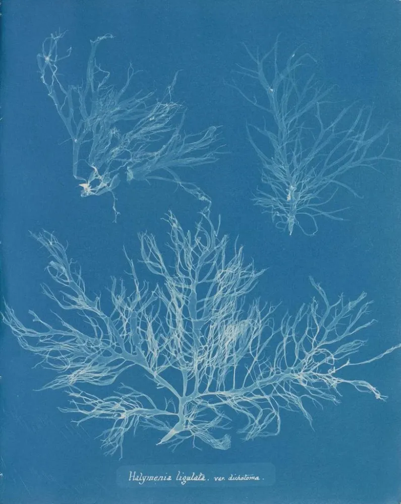 Tableau Halymenia ligulata var. dichotome - Anna Atkins | Reproduction Artem Legrand